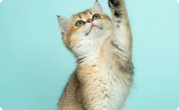初めて猫を迎えた飼い主さんの猫