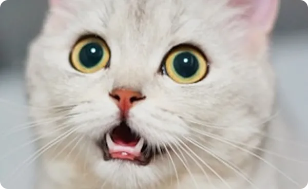シニア猫の飼い主さんの猫